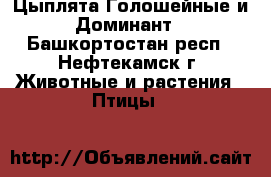 Цыплята Голошейные и Доминант - Башкортостан респ., Нефтекамск г. Животные и растения » Птицы   